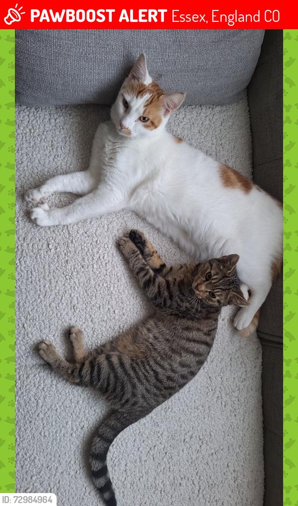 Lost Male Cat last seen In/around Ebony Close, Essex, England CO2