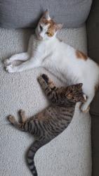 Lost Male Cat last seen In/around Ebony Close, Essex, England CO2
