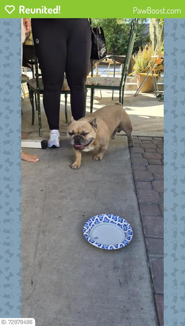 Reunited Male Dog last seen Hillcrest dr and Banana , Fontana, CA 92337