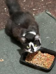 Found/Stray Unknown Cat last seen In Capeside Village near the Snow’s Cut Bridge , Wilmington, NC 28412