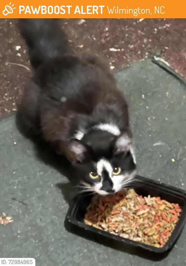Found/Stray Unknown Cat last seen In Capeside Village near the Snow’s Cut Bridge , Wilmington, NC 28412