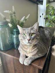 Reunited Male Cat last seen near Remington and morning mist subdivisions , Simpsonville, SC 29680