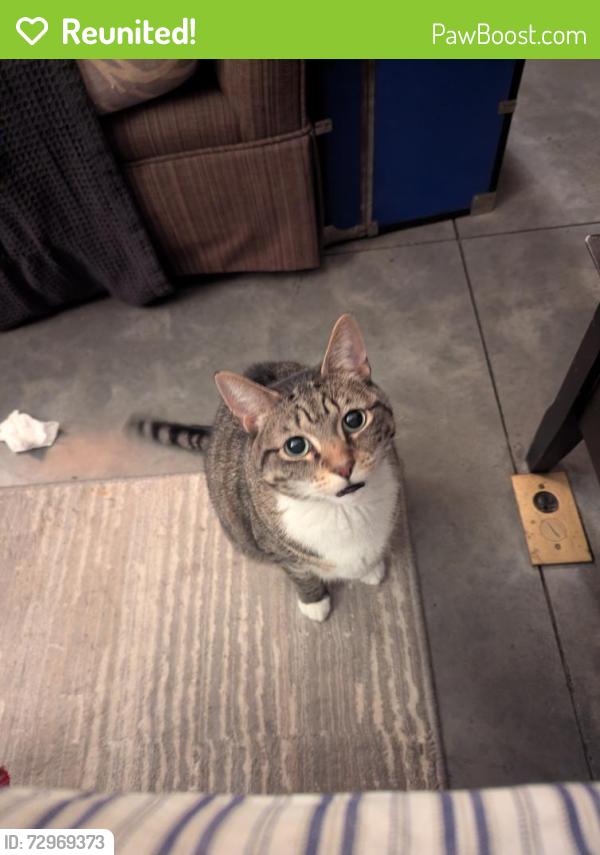 Reunited Female Cat last seen Orange High , Hillsborough, NC 27278