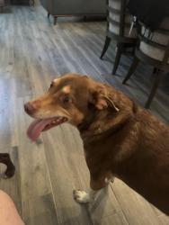 Found/Stray Female Dog last seen Turnel Warnell and York Dr, Mansfield, TX 76001