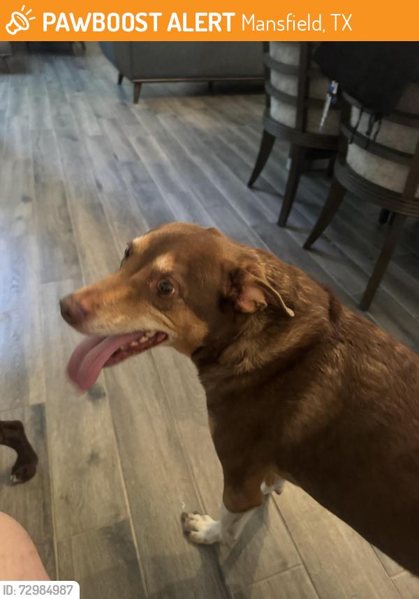 Found/Stray Female Dog last seen Turnel Warnell and York Dr, Mansfield, TX 76001