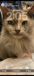 Lost Female Cat last seen Madison ave and orange grove , Pasadena, CA 91101