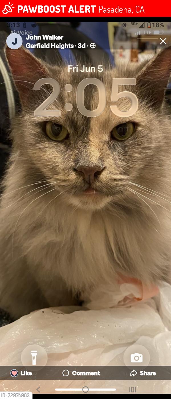 Lost Female Cat last seen Madison ave and orange grove , Pasadena, CA 91101