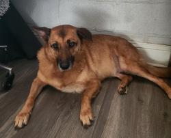 Reunited Female Dog last seen Near campus, San Marcos, TX 78666