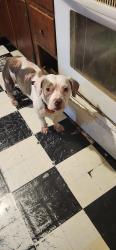 Lost Male Dog last seen 16th and shaland , Indianapolis, IN 46219
