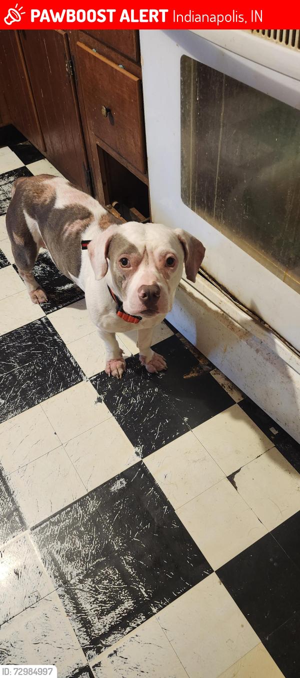 Lost Male Dog last seen 16th and shaland , Indianapolis, IN 46219