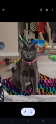 Reunited Female Cat last seen Dorsey Road and Vintage Lane near Dorsey Gardens apmts Greece NY, Rochester, NY 14616