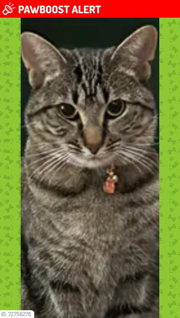 Lost Female Cat last seen Whirlwind drive, Winchester, VA 22601