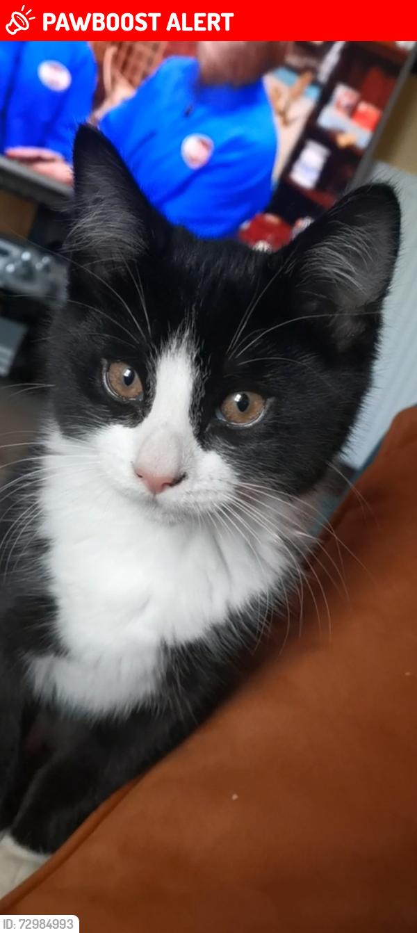 Lost Male Cat last seen Near Blantyre Life building, Blantyre, Scotland G72 0YJ