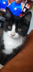 Lost Male Cat last seen Near Blantyre Life building, Blantyre, Scotland G72 0YJ