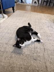 Reunited Male Cat last seen Quiet Grove, Atascocita, TX 77346