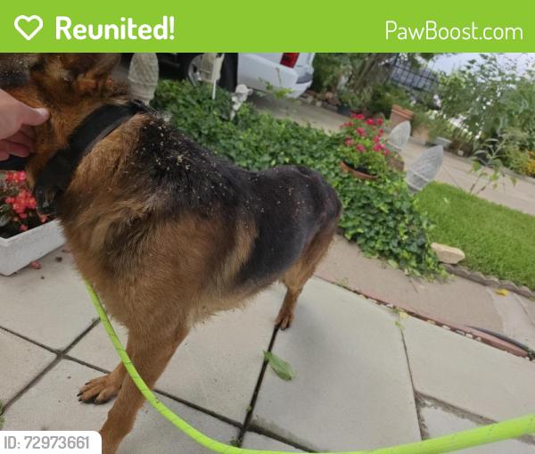 Reunited Male Dog last seen Near churches chicken Seminary and mccart , Fort Worth, TX 76115