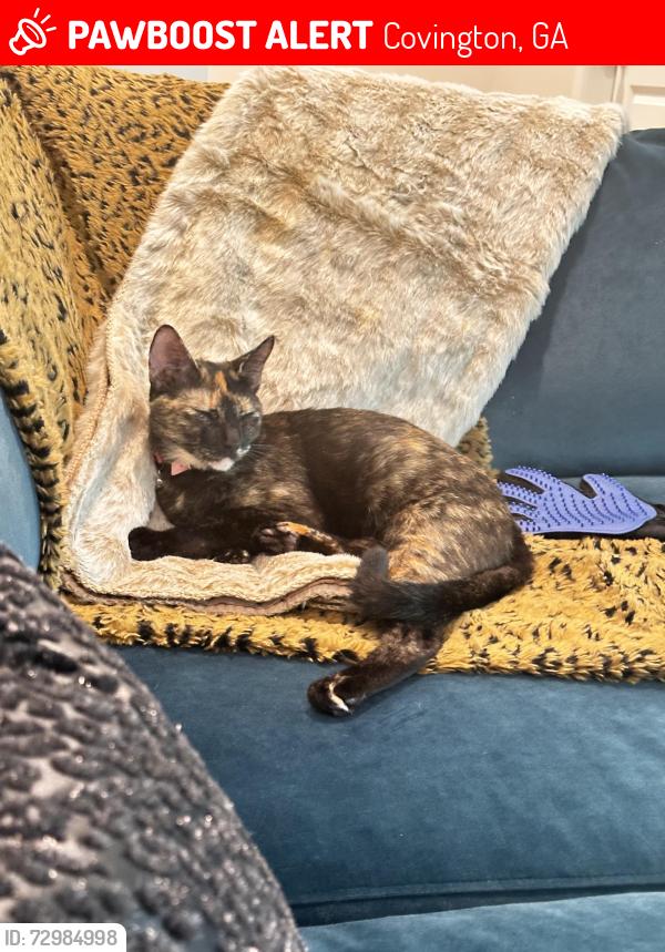 Lost Female Cat last seen Village Glen Dr. and Kirkland Rd., Covington, GA 30016