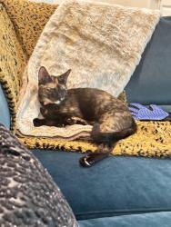 Lost Female Cat last seen Village Glen Dr. and Kirkland Rd., Covington, GA 30016