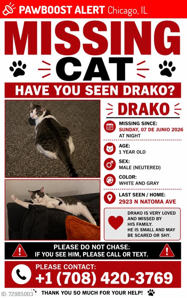 Lost Male Cat last seen Near n natoma ave , Chicago, IL 60634
