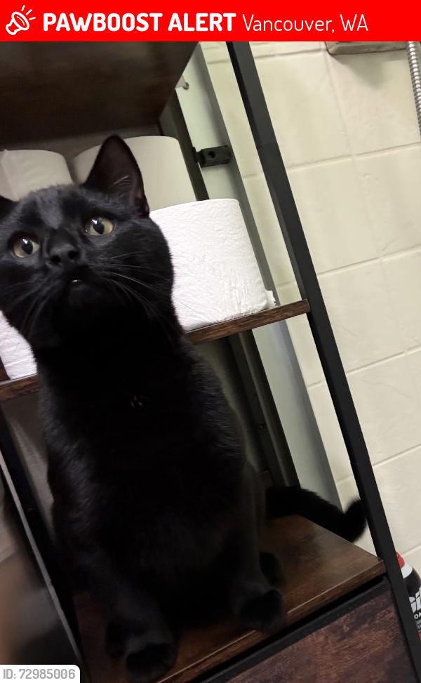 Lost Male Cat last seen NE 20th ave, Vancouver, WA 98665