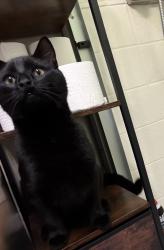Lost Male Cat last seen NE 20th ave, Vancouver, WA 98665
