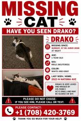 Lost Male Cat last seen Near n natoma ave , Chicago, IL 60634