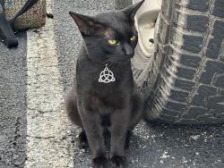 Found/Stray Male Cat last seen Edwards lake road, Birmingham, AL 35235