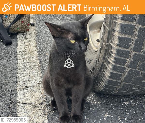 Found/Stray Male Cat last seen Edwards lake road, Birmingham, AL 35235