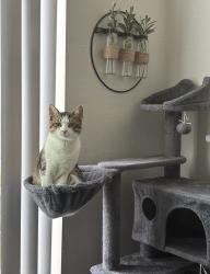 Lost Male Cat last seen Montecito Village apmts, Oceanside, CA 92056