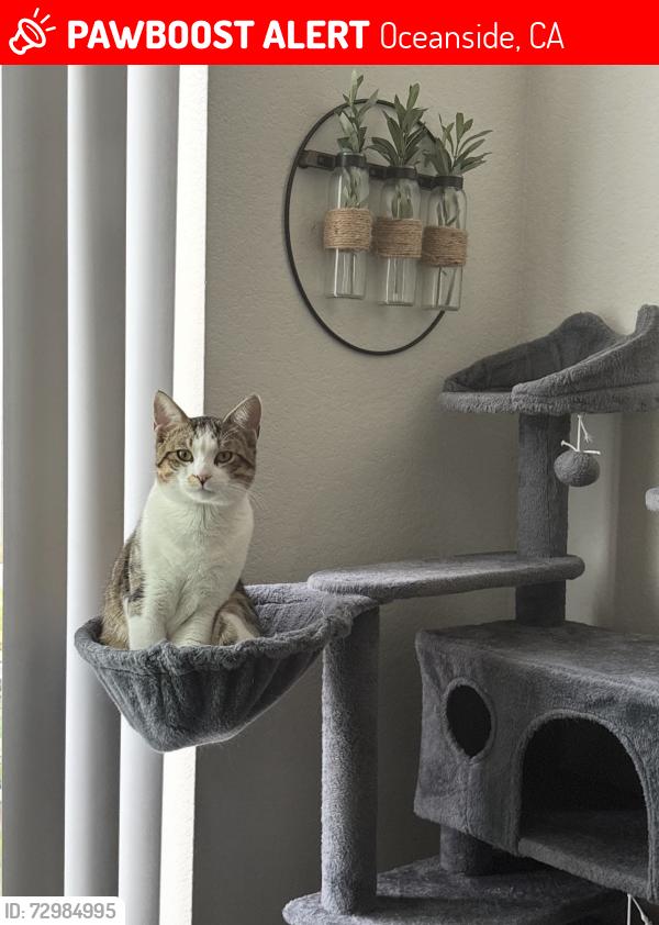 Lost Male Cat last seen Montecito Village apmts, Oceanside, CA 92056