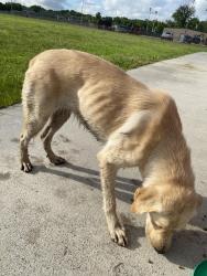 Found/Stray Female Dog last seen Alabonson, Houston, TX 77088