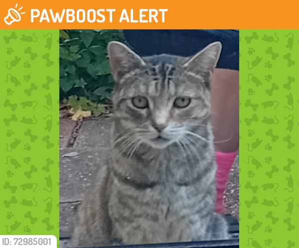 Found/Stray Unknown Cat last seen Emery Close, West Midlands, England WS1 3AN