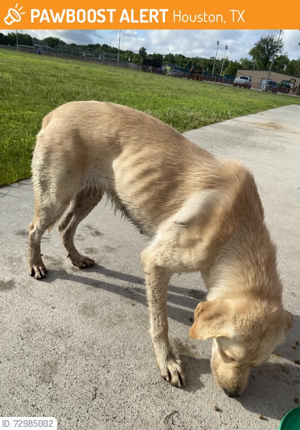Found/Stray Female Dog last seen Alabonson, Houston, TX 77088