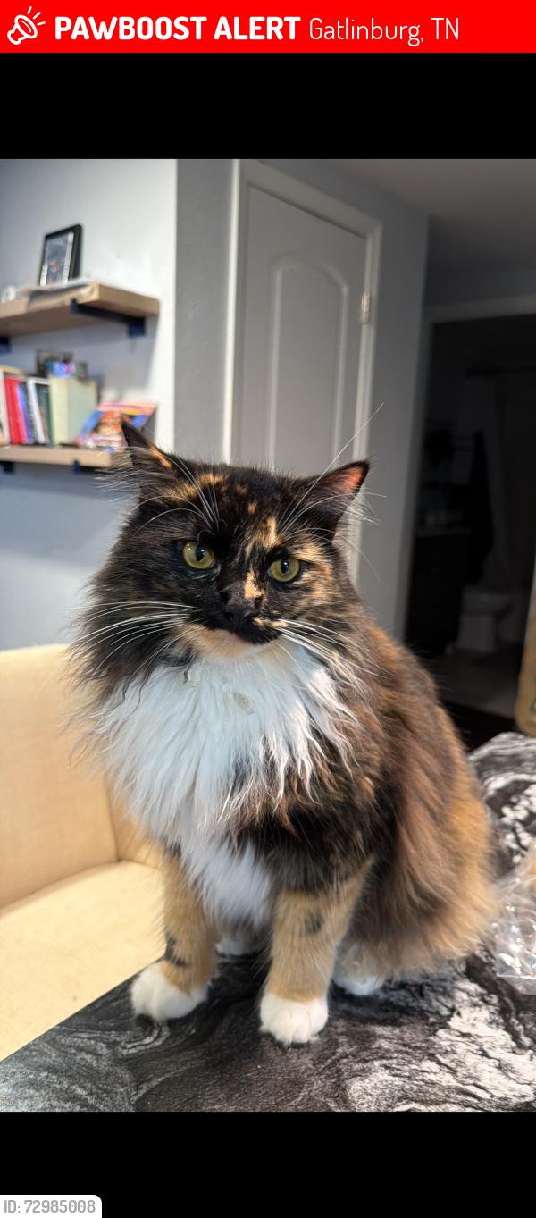 Lost Female Cat last seen Near e holly ridge rd, Gatlinburg, TN 37738