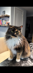 Lost Female Cat last seen Near e holly ridge rd, Gatlinburg, TN 37738
