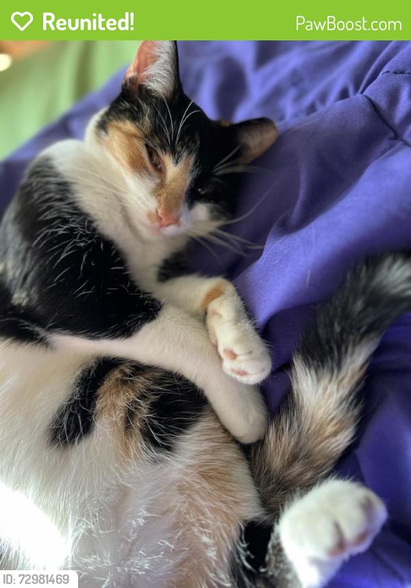 Reunited Female Cat last seen Near Beaconsfield St, Clinton twp, MI 48035, USA, Clinton Township, MI 48035