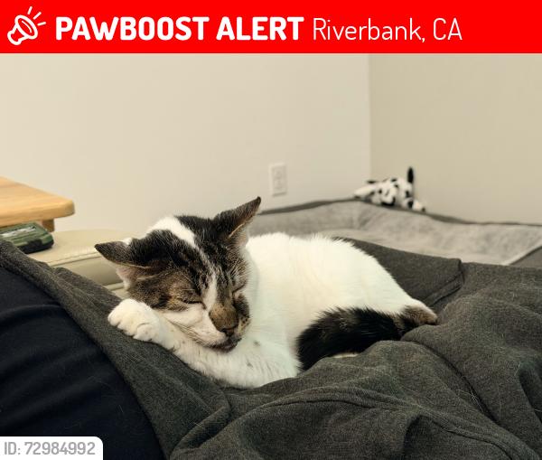 Lost Female Cat last seen Kentucky/Clause, Riverbank, CA 95367