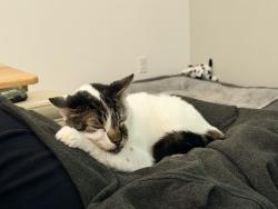 Lost Female Cat last seen Kentucky/Clause, Riverbank, CA 95367