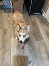 Reunited Male Dog last seen West wilderness way and Dunmoreland dr Shreveport , Shreveport, LA 71106