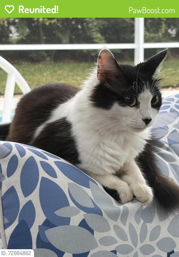 Reunited Female Cat last seen 12th St and Old Dixie Vero Beach, FL, Florida Ridge, FL 32962