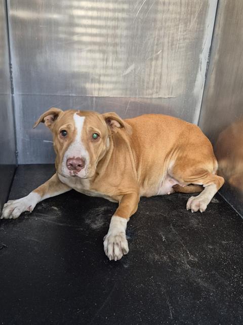 Shelter Stray Female Dog last seen MENLO, 4710 TX-151, San Antonio, TX 78227, USA