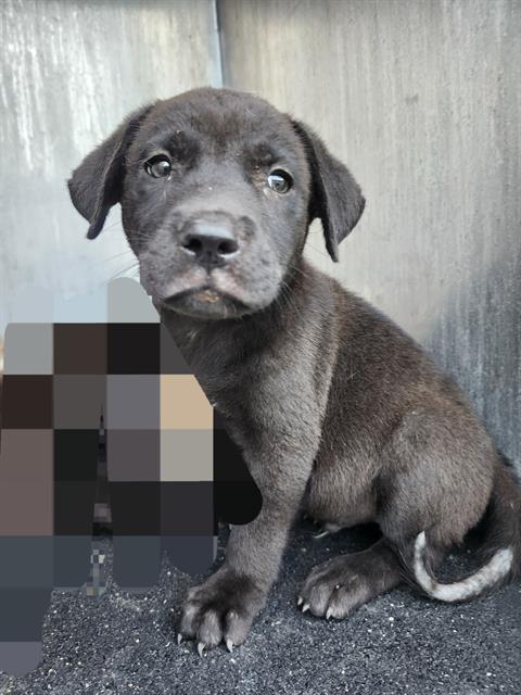 Shelter Stray Male Dog last seen YELLOW SAND DR, 4710 TX-151, San Antonio, TX 78227, USA