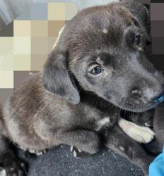 Shelter Stray Female Dog last seen YELLOW SAND DR, 4710 TX-151, San Antonio, TX 78227, USA