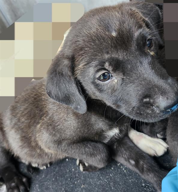 Shelter Stray Female Dog last seen YELLOW SAND DR, 4710 TX-151, San Antonio, TX 78227, USA