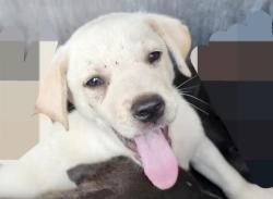 Shelter Stray Female Dog last seen YELLOW SAND DR, 4710 TX-151, San Antonio, TX 78227, USA
