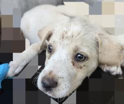 Shelter Stray Female Dog last seen YELLOW SAND DR, 4710 TX-151, San Antonio, TX 78227, USA