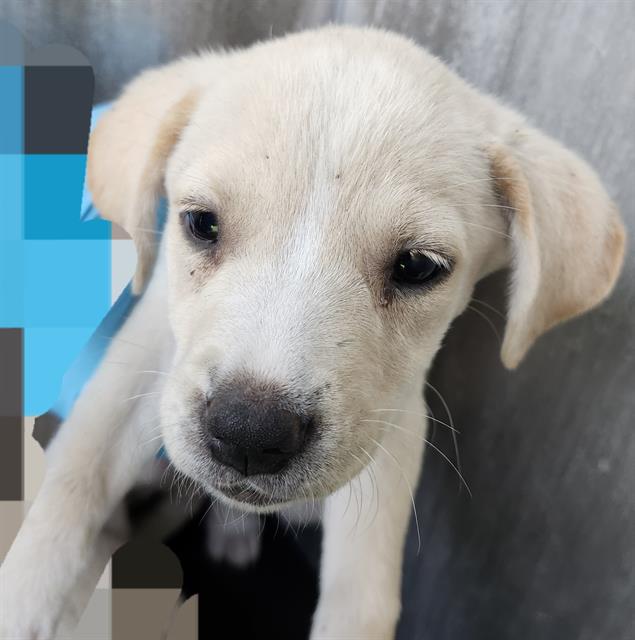 Shelter Stray Female Dog last seen YELLOW SAND DR, 4710 TX-151, San Antonio, TX 78227, USA