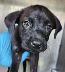 Shelter Stray Female Dog last seen YELLOW SAND DR, 4710 TX-151, San Antonio, TX 78227, USA