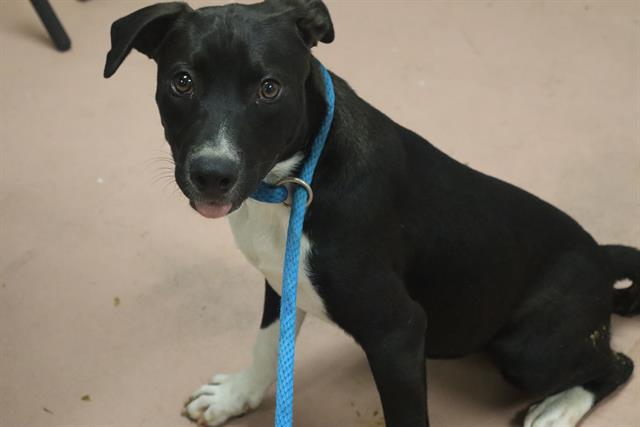 Shelter Stray Female Dog last seen Near BLOCK TEXAS STREET, Columbia, SC 29209