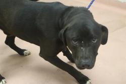Shelter Stray Male Dog last seen Near BLOCK TEXAS STREET, Columbia, SC 29209